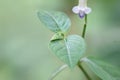 Paramignya monophylla - Climbing Atalantia - Flowers of India, Kari vageti, Narayan Makadi
