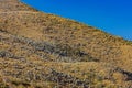 Paramo de Oceta Espeletia Frailejones Mongui Boyaca Colombia Royalty Free Stock Photo