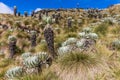 Paramo de Oceta Espeletia Frailejones Mongui Boyaca Colombia Royalty Free Stock Photo