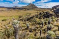 Paramo de Oceta Espeletia Frailejones Mongui Boyaca Colombia Royalty Free Stock Photo