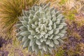 Paramo de Oceta Espeletia Frailejones Mongui Boyaca Colombia Royalty Free Stock Photo