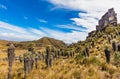 Paramo de Oceta Espeletia Frailejones Mongui Boyaca Colombia Royalty Free Stock Photo