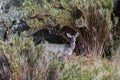 Paramo de Oceta White-tailed deer Mongui Boyaca Colombia Royalty Free Stock Photo