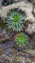 Paramo plants