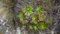 Paramo plants