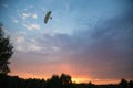 Paramotor Flight at Sunset over Forest Royalty Free Stock Photo
