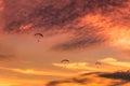 Paramotors flying on sunset Royalty Free Stock Photo