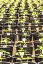 Soy plant in greenhouse