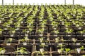 Soy plant in greenhouse Royalty Free Stock Photo