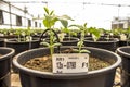 Embrapa soybean greenhouse Royalty Free Stock Photo