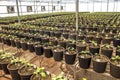 Embrapa soybean greenhouse Royalty Free Stock Photo