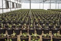 Soy plant in greenhouse