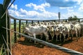 A group of cattle in confinement Royalty Free Stock Photo