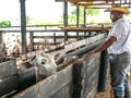 Worker observe a group of cattle in confinement