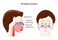 Paranasal sinuses. frontal view and Lateral projection Royalty Free Stock Photo