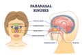 Paranasal sinuses location and nasal cavity structure anatomy outline diagram