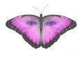 Paranormal Pink Butterfleyes Watching You Royalty Free Stock Photo