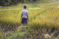 Young worker manually picks ears of rice with a sickle