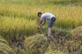 Young worker manually picks ears of rice with a sickle