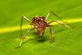 Paraponera clavata known as the bullet ant Tortuguero Cerro, Costa Rica