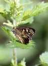 Pararge aegeria Butterfly Royalty Free Stock Photo