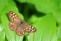 Pararge aegeria, speckled wood butterfly