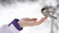 Paras palustris pecks crumbs from a woman's hand. Funny little birds eats from the hand.