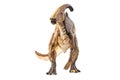 Parasaurolophus  , dinosaur on white background Royalty Free Stock Photo