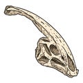 Parasaurolophus fossilized skull hand drawn sketch image. Duck billed Hadrosaurids dinosaur reptile dinosaur fossil illustration