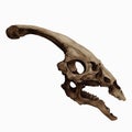 Parasaurolophus Skull Dinosaur Fossil Late Cretaceous epoch Isolated, Transparent Background