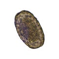 Parasite egg Ascaris lumbricoides find with microscope