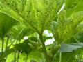 Parasite on green okra leaf