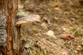 The parasite, the hub mushroom grows on an old tree in the forest