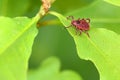 Parasite mite sitting on a green leaf. Danger of tick bite