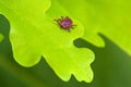 Parasite mite sitting on a green leaf. Danger of tick bite.