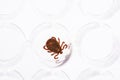 Parasite mite to pass for analysis to the laboratory. Danger of tick bite. Royalty Free Stock Photo