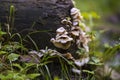 Parasite mushroom colony growing on a tree stump Royalty Free Stock Photo