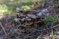 Parasite mushrooms grow on a small stump from a tree