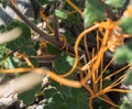 Dodder vine attached to a desert plant Royalty Free Stock Photo