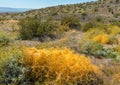 Dodder vine, Cuscuta, overtakes the Brittlebush plant Royalty Free Stock Photo