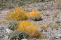 Dodder vine, Cuscuta, overtakes the Brittlebush plant Royalty Free Stock Photo