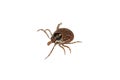 Parasite tick Royalty Free Stock Photo