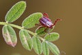 Parasite tick on the grass. Royalty Free Stock Photo