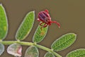 Parasite tick on the grass. Royalty Free Stock Photo