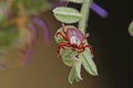 Parasite tick on the grass. Royalty Free Stock Photo