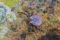 Parasite tick on ground Royalty Free Stock Photo