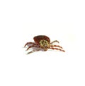 Parasite tick isolated on white