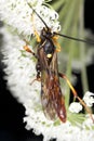 Parasite wasp feeding on white flower. Royalty Free Stock Photo