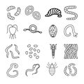 Parasites flat line icons set. Intestinal worm, worm, sandfly, flea, tick, leech, qiardia, dengue mosquito illustration.