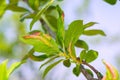 Parasites on plum leaves in the garden